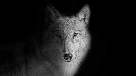 Wolf Wallpaper 4k Beast Wild White Wolf