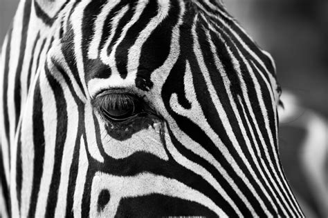 Free Images Black And White Animal Wildlife Zoo Africa Fauna