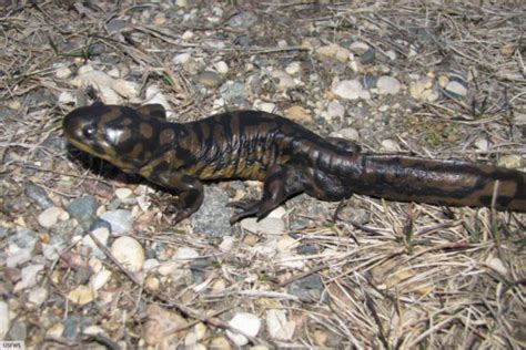 Tiger Salamander Facts Pictures In Depth Information