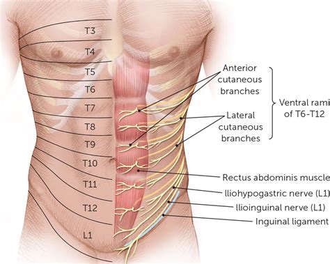 My aunt and uncle gave me $100.00. Human Anatomy Groin Area : 598 Human Groin High Res ...