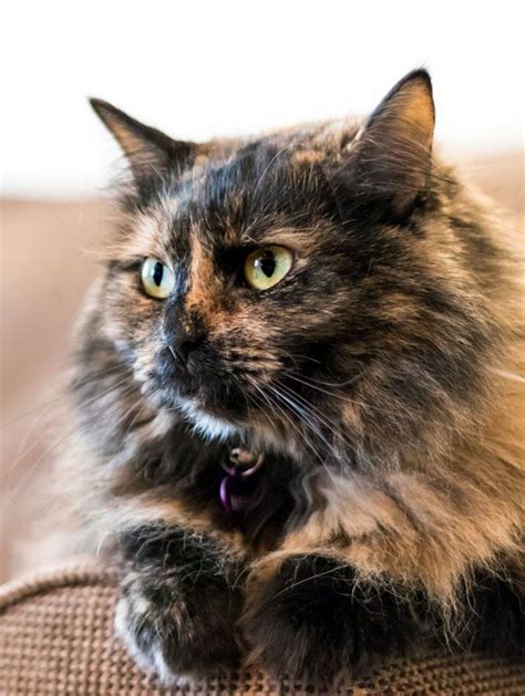 Calico Cats The Ultimate Guide Thecatsite Calico Cat Cats