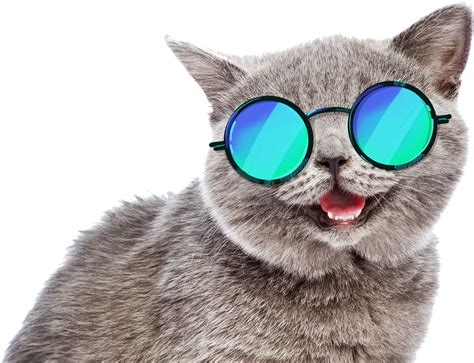 Cat Funny Sunglasses Summer Fun Meme Freetoedit