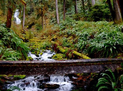 The Ultimate Guide To The Olympic National Parks Hoh Rainforest