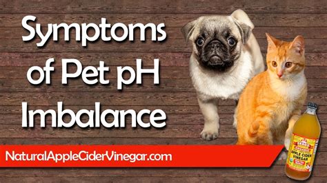 How To Tell If Your Pet Has A Ph Imbalance Youtube