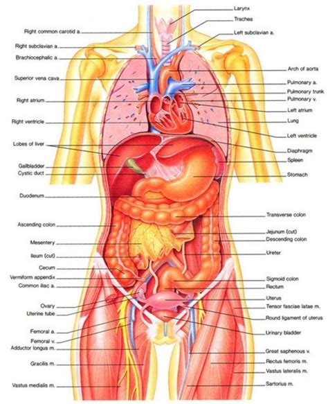 This activity allows students to click the diagram of major human organs to learn about their functions. Human Body Diagram Appendix Female Human Body Diagram ...