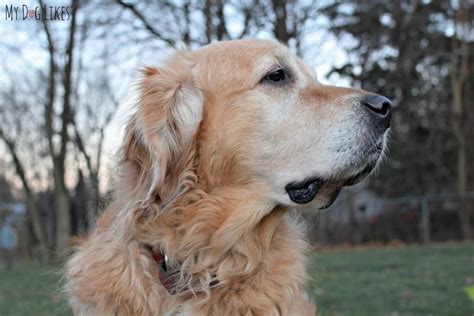 Best dog foods for specific breeds. Easy Homemade Dog Food with Dr. Harvey's Veg-to-Bowl ...