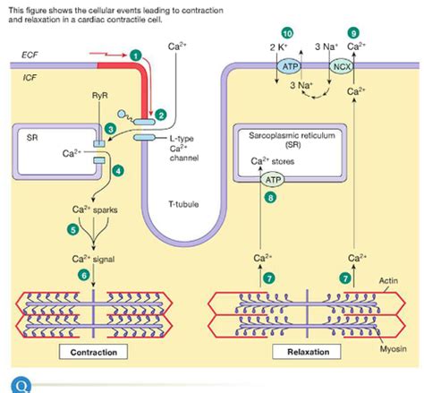 Cardiac Muscle Action Potential Flashcards Quizlet