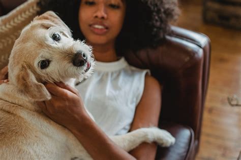 Three Essential Dog Training Tips For 2022 Ottawa Humane Society