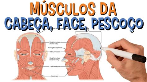 Nome Dos Principais Músculos Da Cabeça Face E Pescoço Resumo Animado