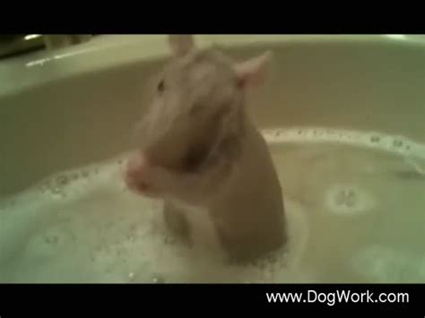 Rat Takes A Bath
