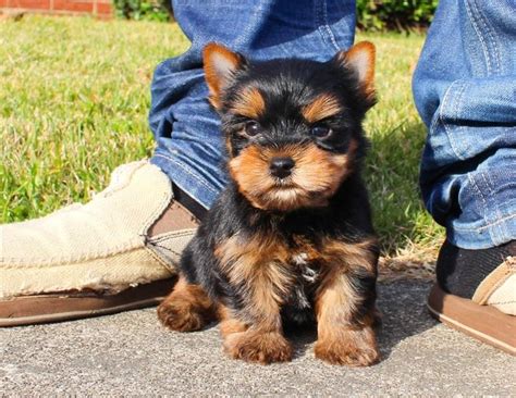 High to low nearest first. Yorkshire Terrier, Teacup Yorkie Puppies For Adoption ...