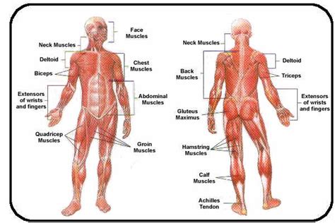 It primarily consists of skeletal, smooth and the muscular system is an organ system, involved majorly in the movement of the body. iScience: iScientific; Muscular Diagram