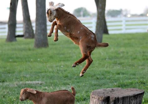 Goat Jumping Ark Country Store