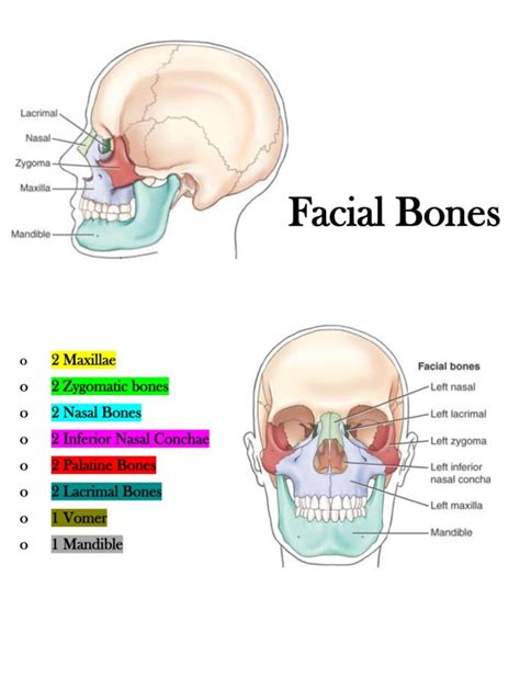 Facial Bone Anatomy For Rad Techs Etsy