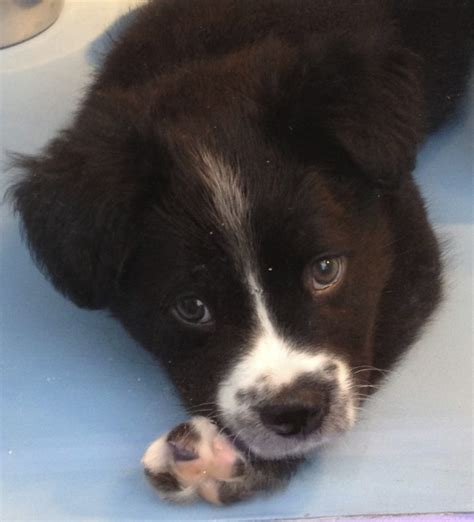 Dog Of The Day Macys Window Puppy The Dogs Of San Francisco