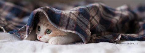 Cute Cat Peaking Under Cloth Facebook Cover Animals
