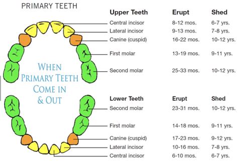 How Many Teeth Should A 14 Year Old Have Teethwalls Images And Photos