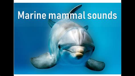 Marine Mammal Sounds Adaptation To Living In The Water Prof Tracey