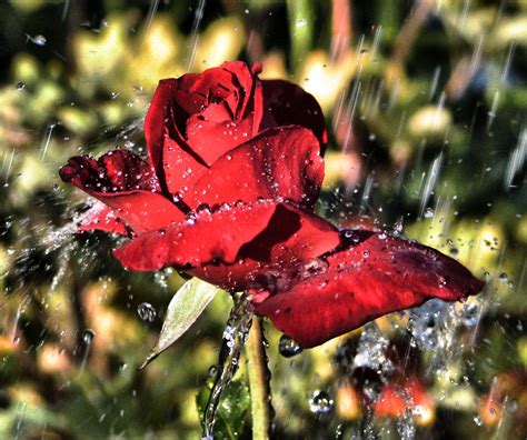 Red Rained On Rose Red Rain Red Flowers Rose