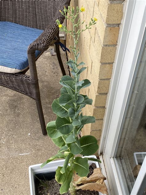 Romaine Lettuce Plant Flowering About 25 Tall Rmildlyinteresting