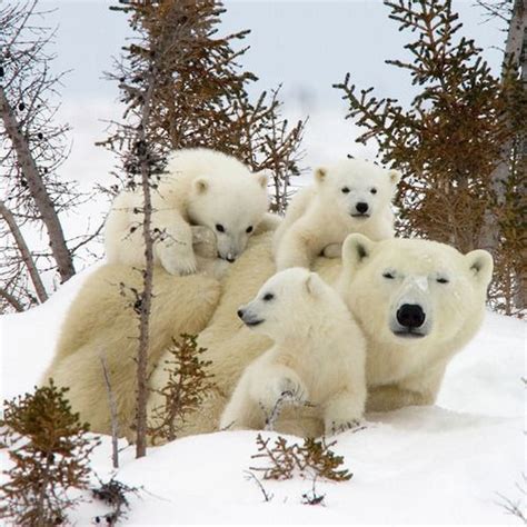 Three Polar Bear Cubs Demand Their Mums Attention As They Clamber Over