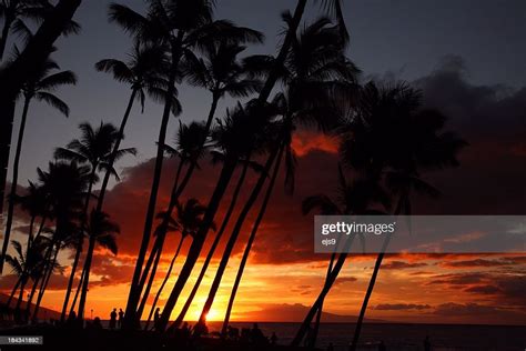 Maui Hawaii Pacific Ocean Palm Tree Sunset High Res Stock Photo Getty
