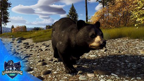 Way Of The Hunter Black Bears Location Where To Hunt Black Bears
