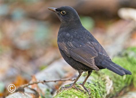 Male European Blackbird Birdforum