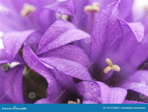 Beautiful Purple Flower Stock Photo Image Of Pollen 141213328