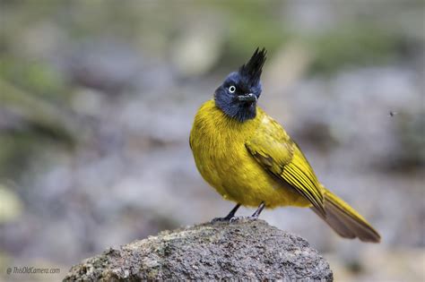 Black Crested Bulbul Pycnonotus Flaviventris Bird Pictures