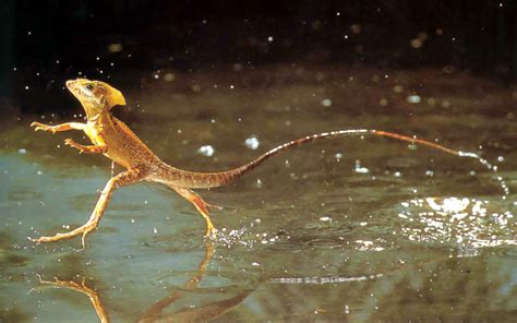 How Does The Basilisk Lizard Run On Water Wonderopolis