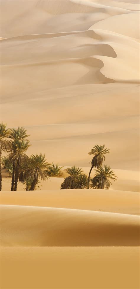 1440x2960 Resolution Trees In Desert Dune Photography Samsung Galaxy