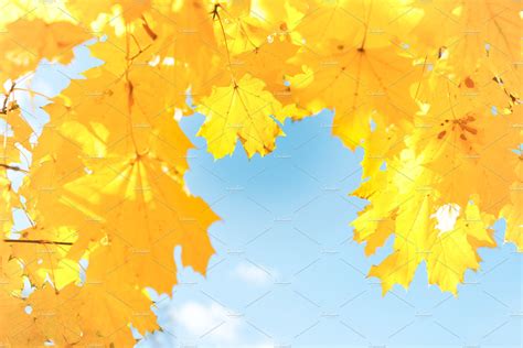 Autumn Yellow Leaves Featuring Fall Autumn And Leaves Nature Stock