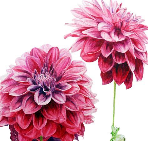 Original Watercolor Painting Dahlias Botanical Art Etsy