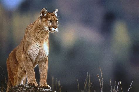El Puma Un Sobreviviente Por Naturaleza En El Chaco