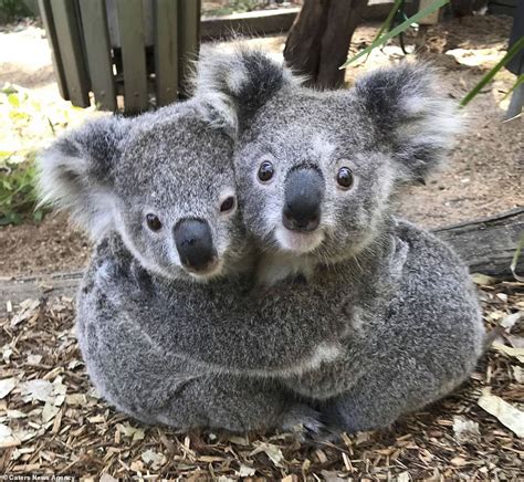 Adorable Photographs Show Cute Koalas Cuddling At A Reptile Park The