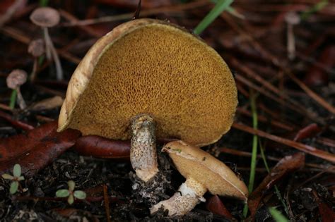 Georgia Mushroom Hunting And Identification Shroomery Message Board
