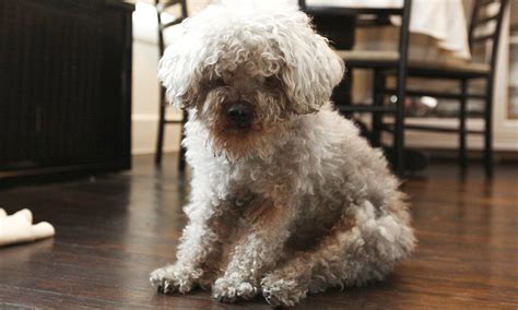 How long does a maltese poodle mix live? How Long do Toy Poodles Live? Tips to Help Your Toy Poodle ...