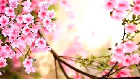 Download Travel Reflection Flower Hanami Cherry Blossom Cherry