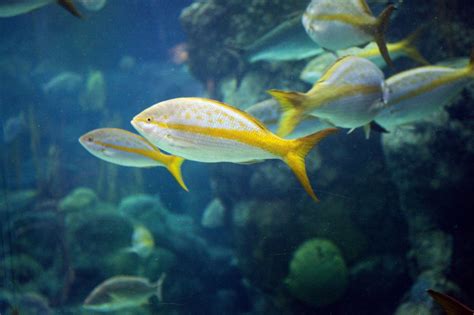 Yellowtail Snapper | ClipPix ETC: Educational Photos for ...