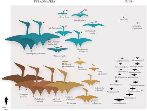 Pterosaurs More Diverse At The End Of The Cretaceous Than Previously Thought
