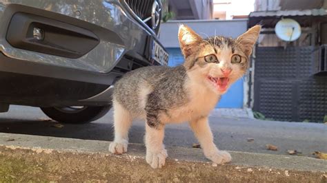 The Kitten Living On The Street Meows Loudly Because It Is Very Hungry