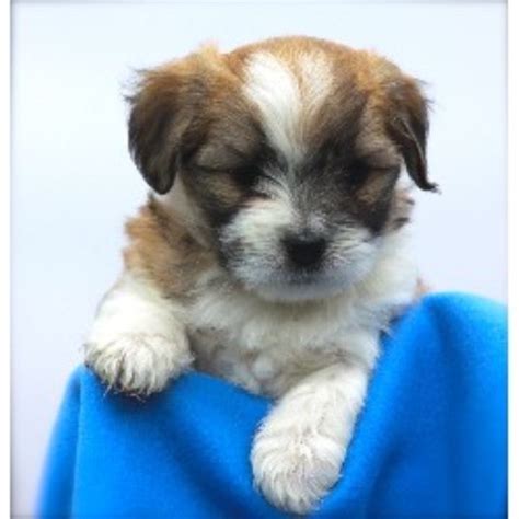 Find dogs and puppies locally for sale or adoption in tricities/pitt/maple : Cotons Of Adams Eden, Coton De Tulear Breeder in Plainwell, Michigan
