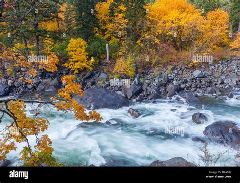 Wenatchee National Forest Washington Fall Color Surrounding Rapids On