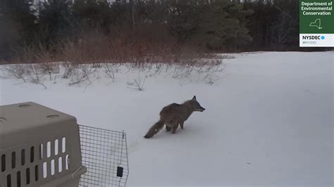 Coyote Found At New York State Museum Released