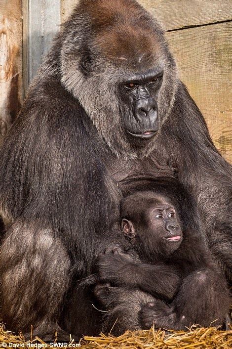 Baby Gorilla Afia Gets Hug From Foster Parent After Own Mother Was Too