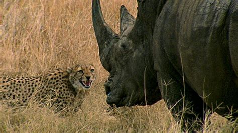 Curious Cheetah Cubs Take On A Rhino Bbc Earth