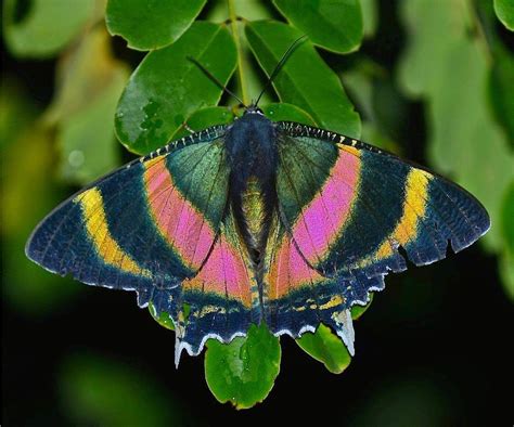 Friday Fun Fact Day Flying Moths Australian Butterfly Sanctuary