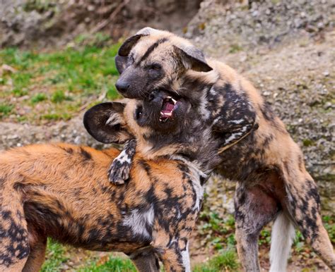 African Wild Dog Species Facing Extinction Global Conservation