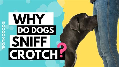 Why Does A Dog Smell Your Crotch